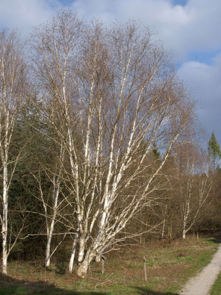 Betula utilis, Himalayabirke