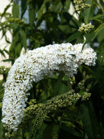 Buddleja davidii 'Peace', Sommerflieder