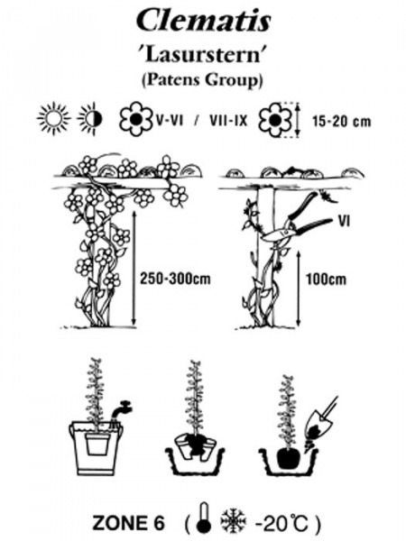 Pflanz- und Pflegeanleitung für die Clematis 'Lasurstern'