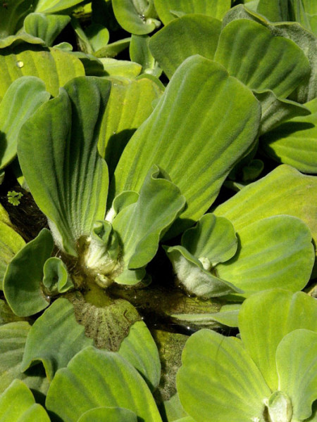 Pistia stratiotes, Wassersalat, Muschelblume