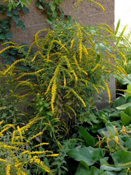 Solidago rugosa &#039;Fireworks&#039;, Goldrute