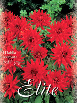 Beet-Dahlie &#039;Red Pigmy&#039;, Dahlia (Art.Nr. 520328)