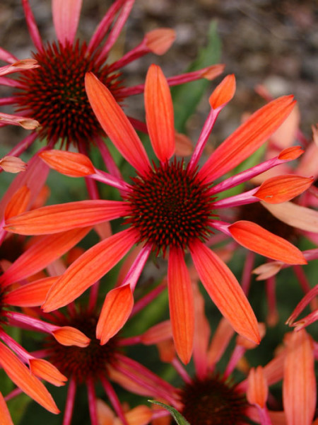 Echinacea purpurea &#039;Sunset&#039;®, Garten-Sonnenhut, Scheinsonnenhut