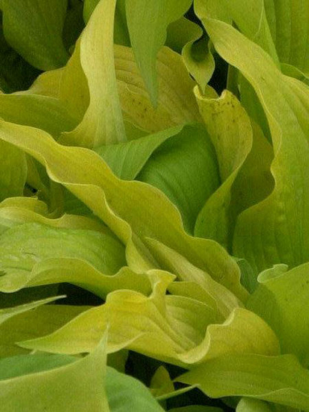 Hosta plantaginea &#039;Sun Power&#039;, Lilien-Funkie, Herzblatt-Lilie