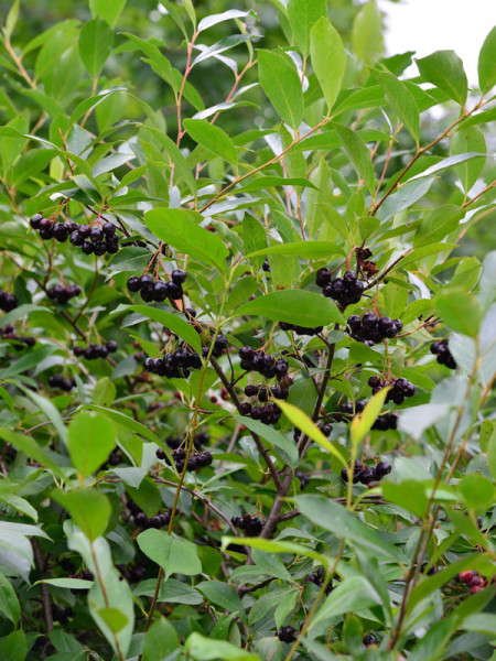 Aronia melanocarpa, Wilde Apfelbeere