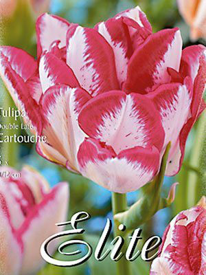 Gefüllte späte Tulpe &#039;Cartouche&#039; (Art.Nr. 595407)