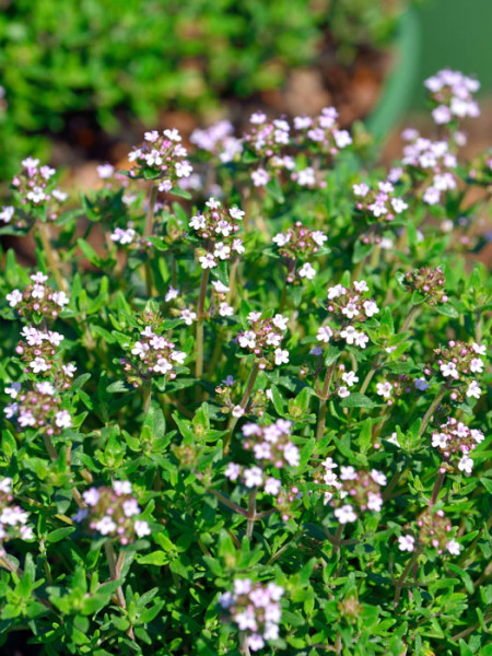 Zwergthymian, Thymus vulgaris &#039;Compactus&#039;