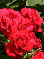 Rose Gruss an Heidelberg ® - Kordes