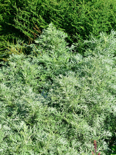 Artemisia arborescens &#039;Powis Castle&#039;, Edelraute, halbstrauchiger Wermut