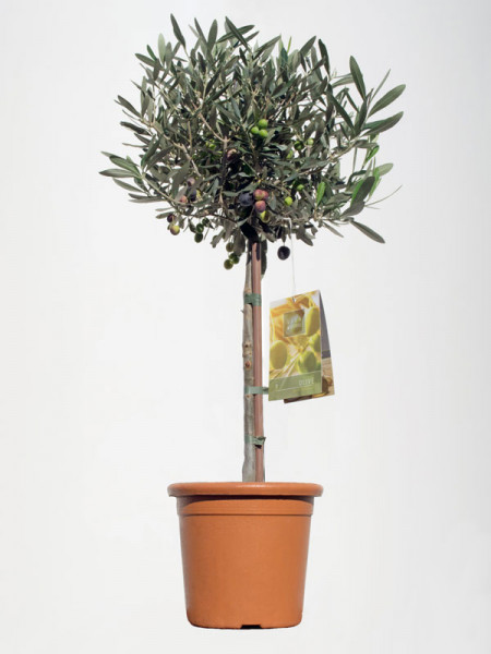 Olea europaea, Oliven-Stämmchen