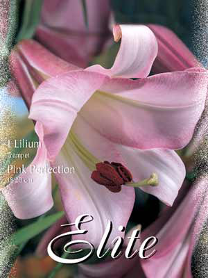 Trompeten-Lilien-Hybride &#039;Pink Perfektion&#039; Lilium (Art.Nr. 521748)