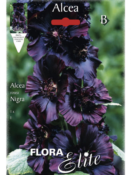 Stockrose rosea &#039;Nigra&#039;, Alcea (Art.Nr. 520720)