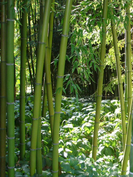 Phyllostachys decora, &#039;Schöner&#039; Bambus, Pracht-Bambus