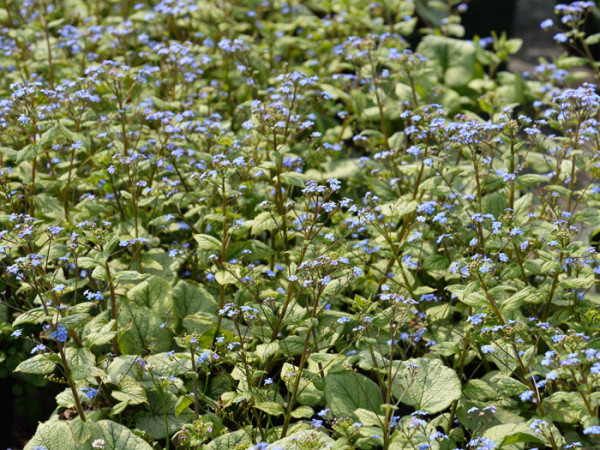 Brunnera macrophylla &#039;Looking Glass&#039;, silberlaubiges Kaukasus-Vergissmeinnicht