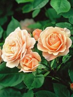 Rose Charles Austin ® - Austin