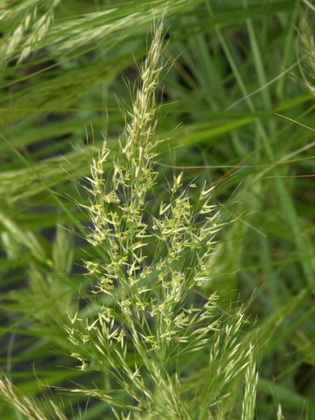 Achnatherum calamagrostis &#039;Algäu&#039;, (Syn.: Stipa lasiagrostis &#039;Algäu&#039;), Silber-Ährengras, Föhngras, Ränkegras