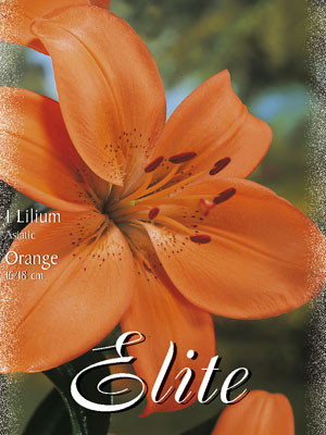 Asiatische Lilien-Hybride &#039;Orange&#039; (Art.Nr. 597084)