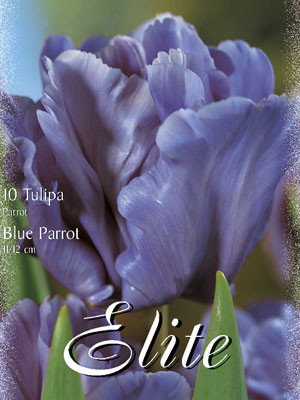 Papagei-Tulpe &#039;Blue Parrot&#039; (Art.Nr. 595554)