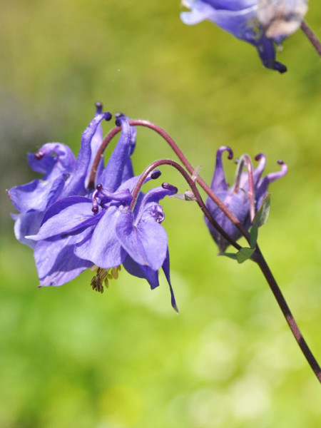 Aquilegia vulgaris (M), Waldakelei, heimische Akelei