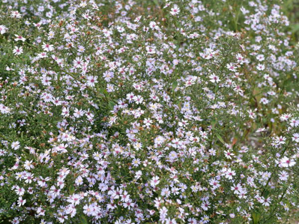 Aster cordifolius &#039;Ideal&#039;, Schleier-Aster, Wald-Aster