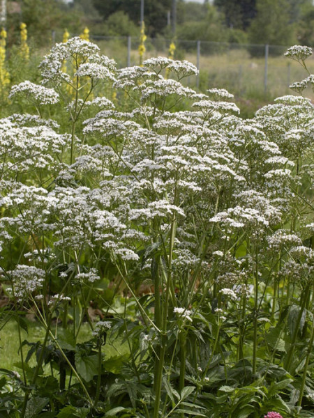 Baldrian, Katzenkraut, Valeriana officinalis