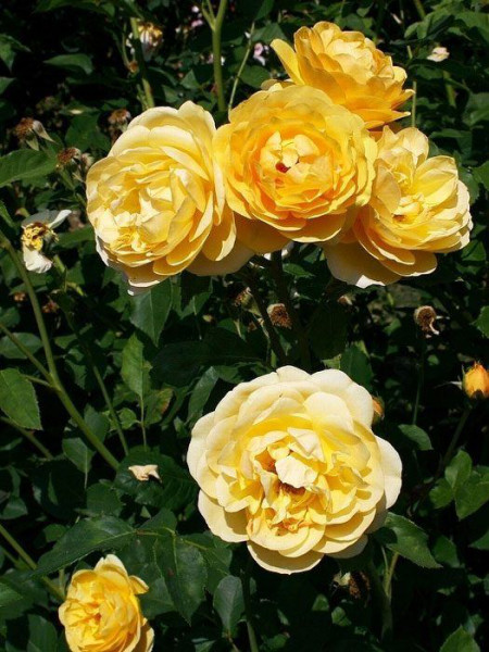 Blüten der Rose Graham Thomas