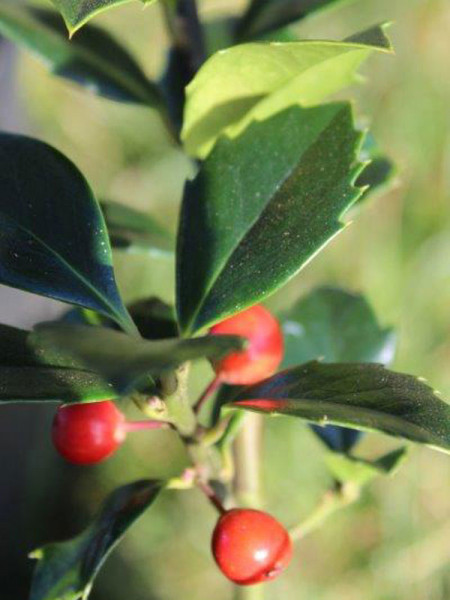 Ilex meserveae &#039;Heckenfee&#039;, Stechpalme