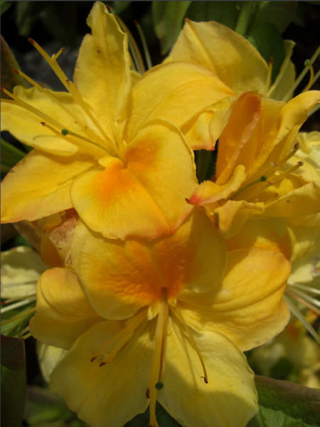 Rhododendron luteum &#039;Golden Sunset&#039;, sommergrüne japanische Gartenazalee