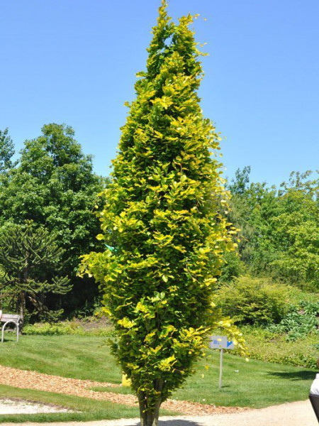 Fagus sylvatica &#039;Dawyck Gold&#039;, Gelbe Säulenbuche