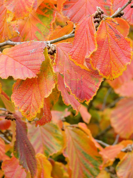 Herbstfärbung der Zaubernuss 'Bramstedts Gold'