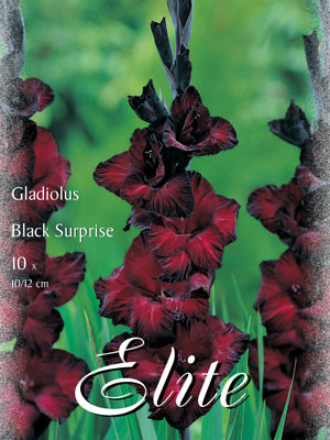 Großblumige Gladiole &#039;Black Surprise&#039;, Gladiolus (Art.Nr. 521244)