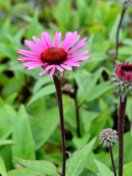 Echinacea purpurea &#039;Fatal Attraction&#039; ®, Garten-Sonnenhut, Scheinsonnenhut