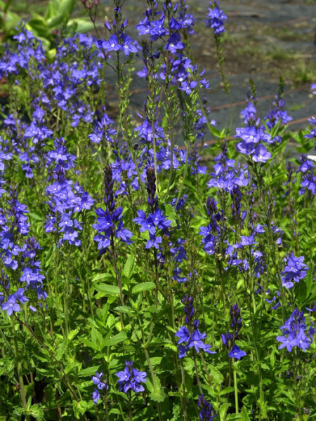 Veronica austriaca &#039;Königsblau&#039;, Büschel-Ehrenpreis, Großer Ehrenpreis