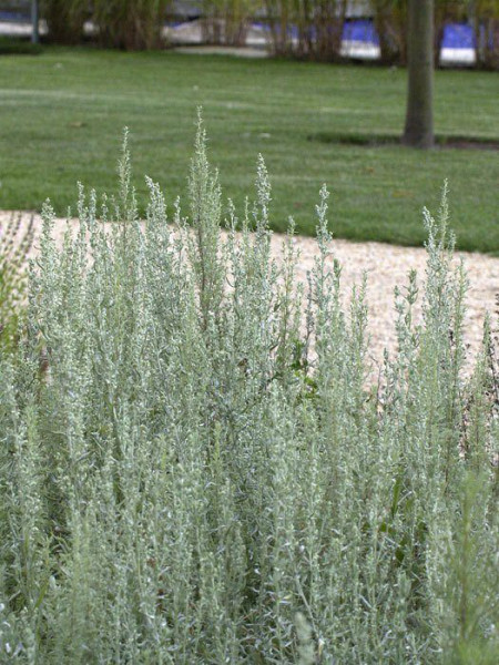 Colastrauch, Kampfer-Eberraute, Artemisia camphorata