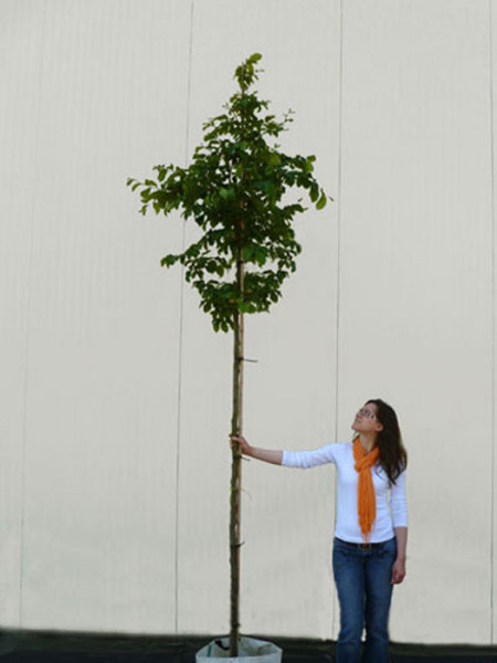 Parrotia persica, Persischer Eisenholzbaum - Hochstamm