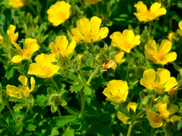 Potentilla megalantha (syn. fragiformis), großblütiges Fingerkraut