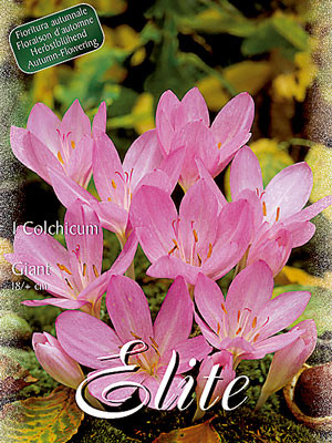 Herbstzeitlose &#039;Giant&#039;, Colchicum (Art.Nr. 596570)