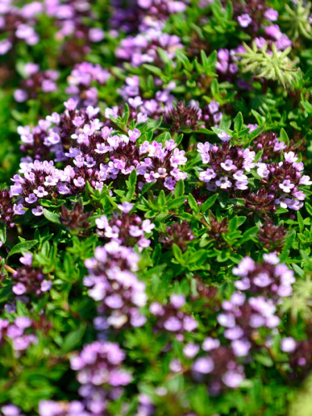 Kümmelthymian, Thymus herba-barona