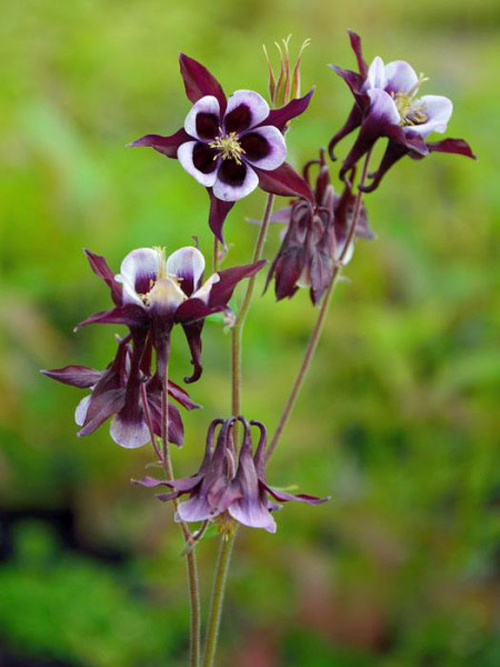 Aquilegia vulgaris &#039;William Guiness&#039;, Purpur-Akelei