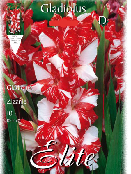 Großblumige Gladiole &#039;Zizanie&#039;, Gladiolus (Art.Nr. 521328)