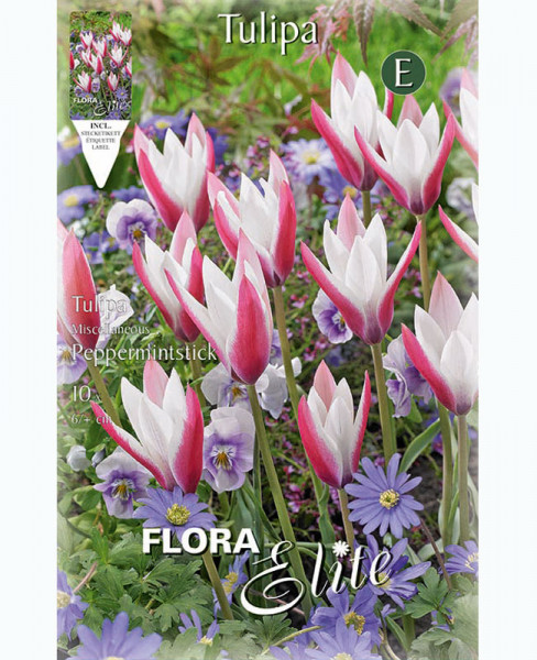 Botanische Tulpe &#039;Peppermintstick&#039; (Art.Nr. 5956635)
