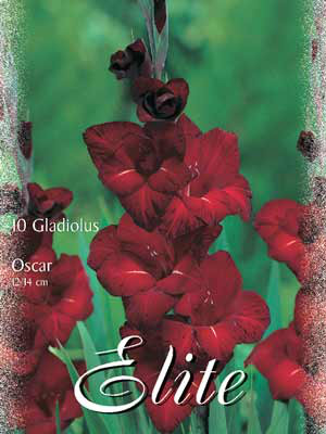 Großblumige Gladiole &#039;Oscar&#039;, Gladiolus (Art.Nr. 521290)