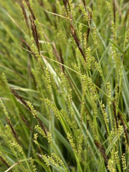 Carex morrowii &#039;Variegata&#039; (M), Weißrandige Japan-Segge