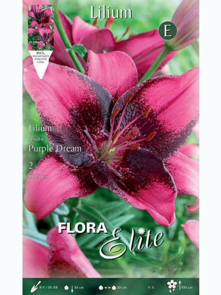 Asiatische Lilien-Hybride &#039;Purple Dream&#039;, Lilium (Art.Nr. 5216725)
