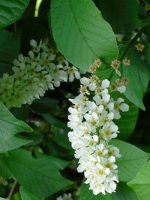 Prunus padus &#039;Nana&#039;, Kugel-Traubenkirsche - Hochstamm