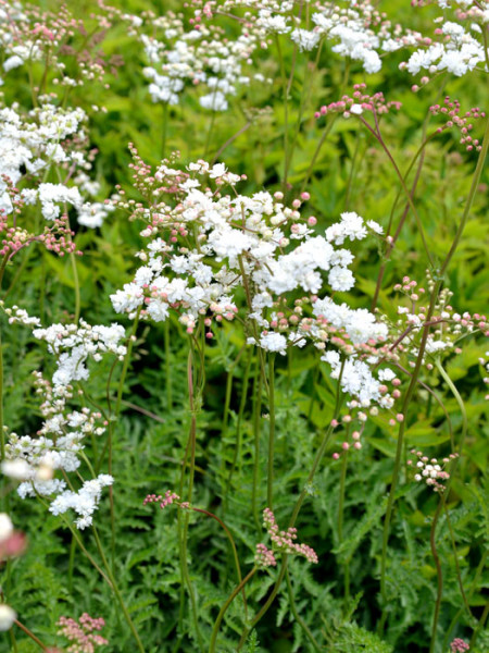 Filipendula vulgaris &#039;Plena&#039;, Knollen-Mädesüß, kleines Mädesüß