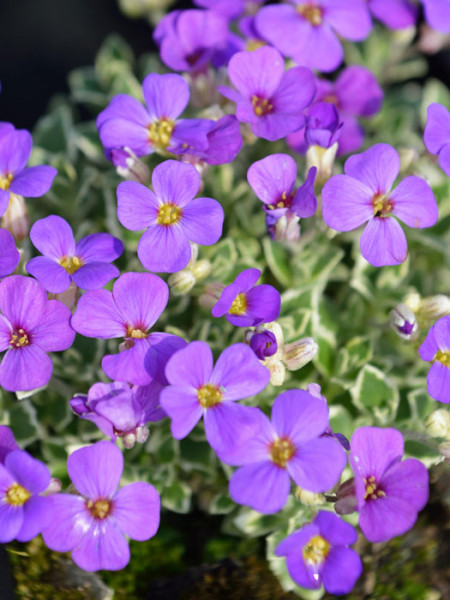 Violette Blüte des weißbunten Blaukissens 