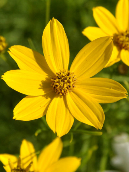 Coreopsis verticillata &#039;Zagreb&#039; (M), Quirlblättriges Schönauge, Netzblattstern