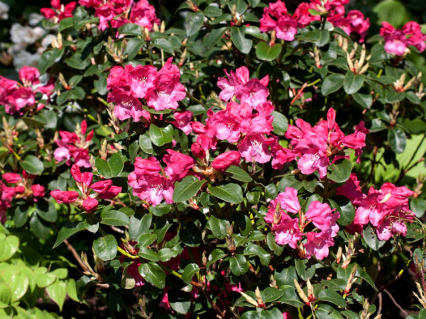 Rhododendron will. &#039;Gartendirektor Glocker&#039;