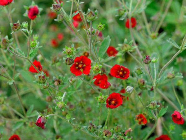 Potentilla atrosanguinea, Blutrotes Fingerkraut